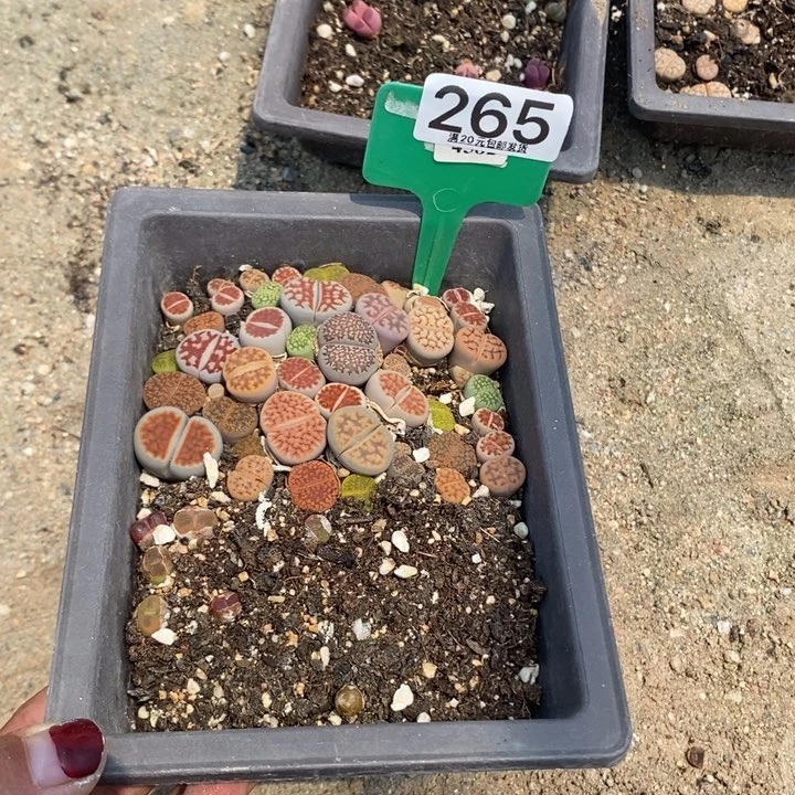 小***?生石花等植物265