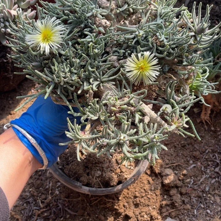 S***浅33号天赐多肉植物