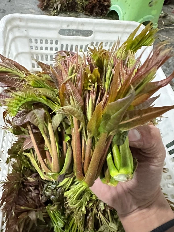 现摘香椿新鲜香椿芽