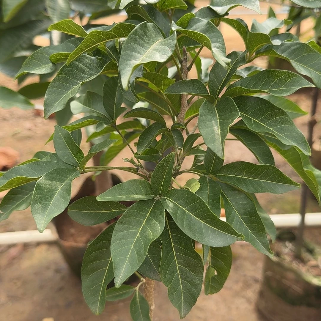 有***？当前无花栽培后可以开花状元红