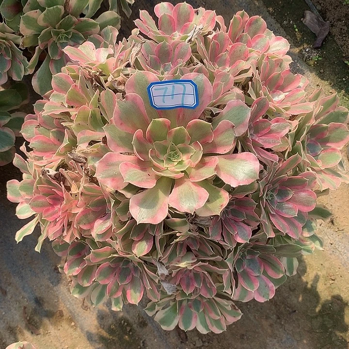 多肉植物叶罗刹717号
