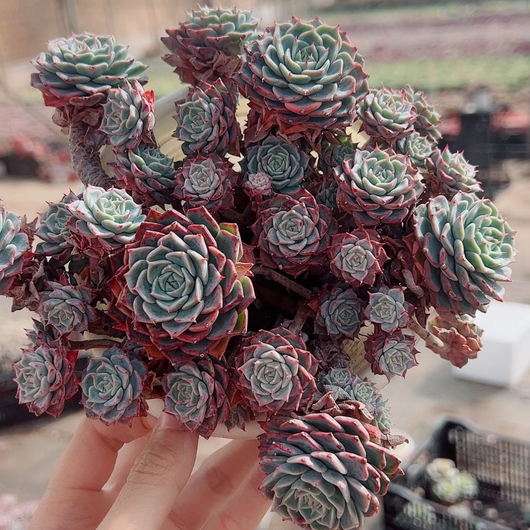 海滨格瑞带盆土精品特价