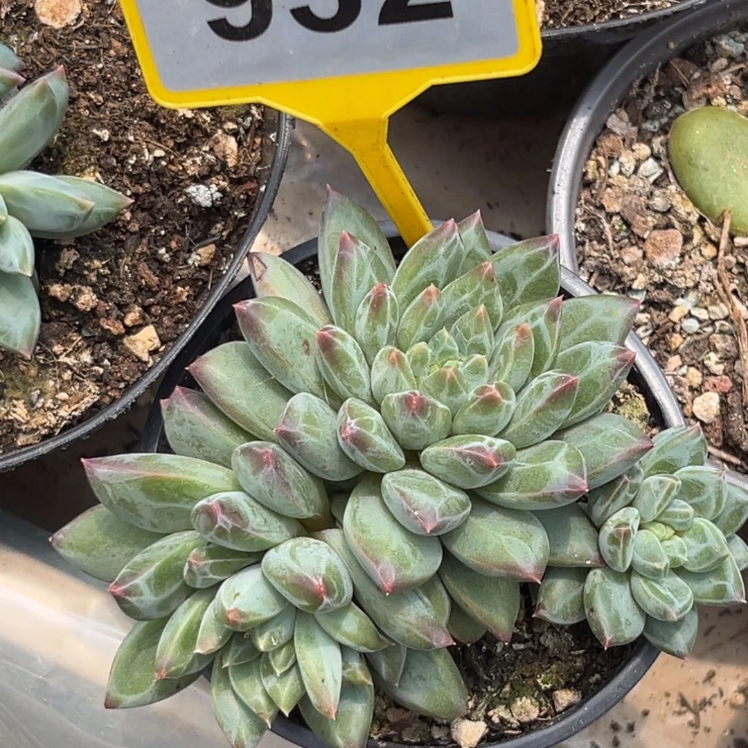 多肉植物彩体梵高932