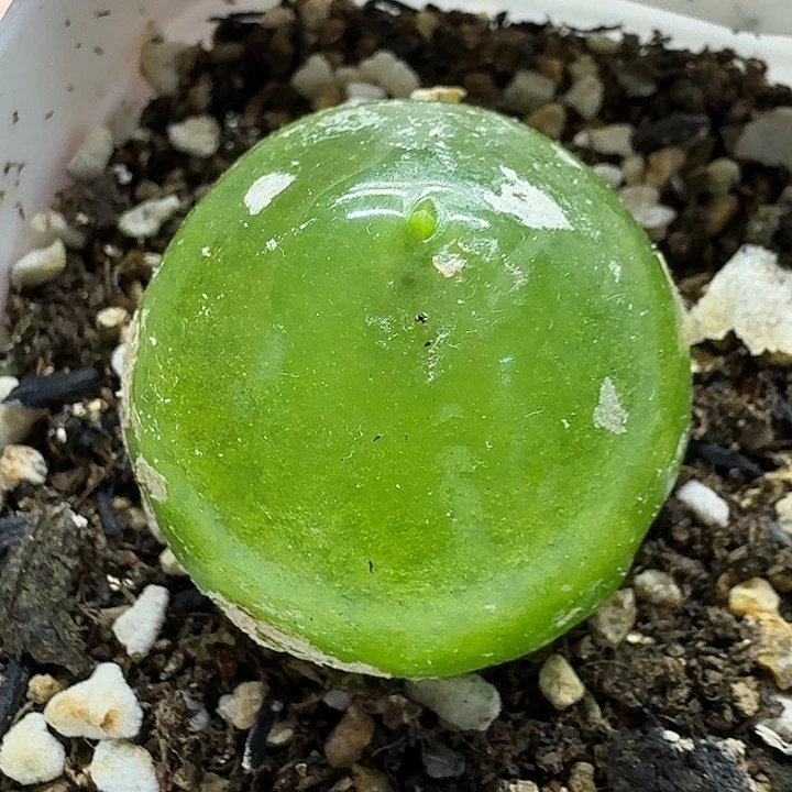 老马生石花3灯泡2470