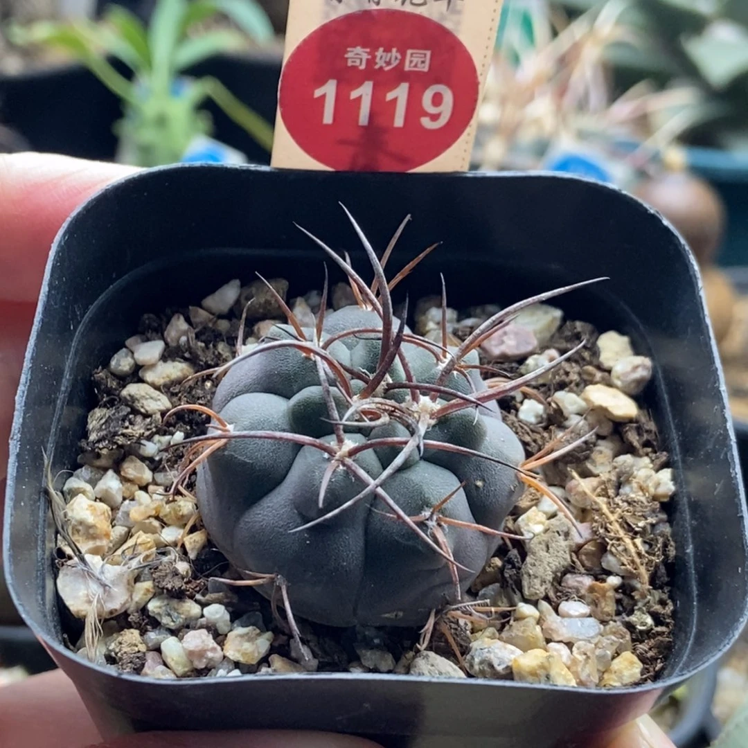 实生黑刺天平丸3.3cm