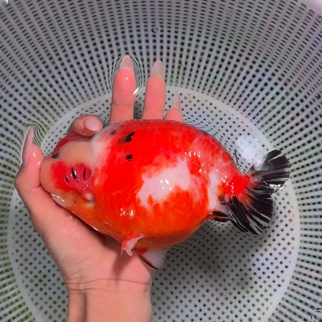 金鱼类不分公母16