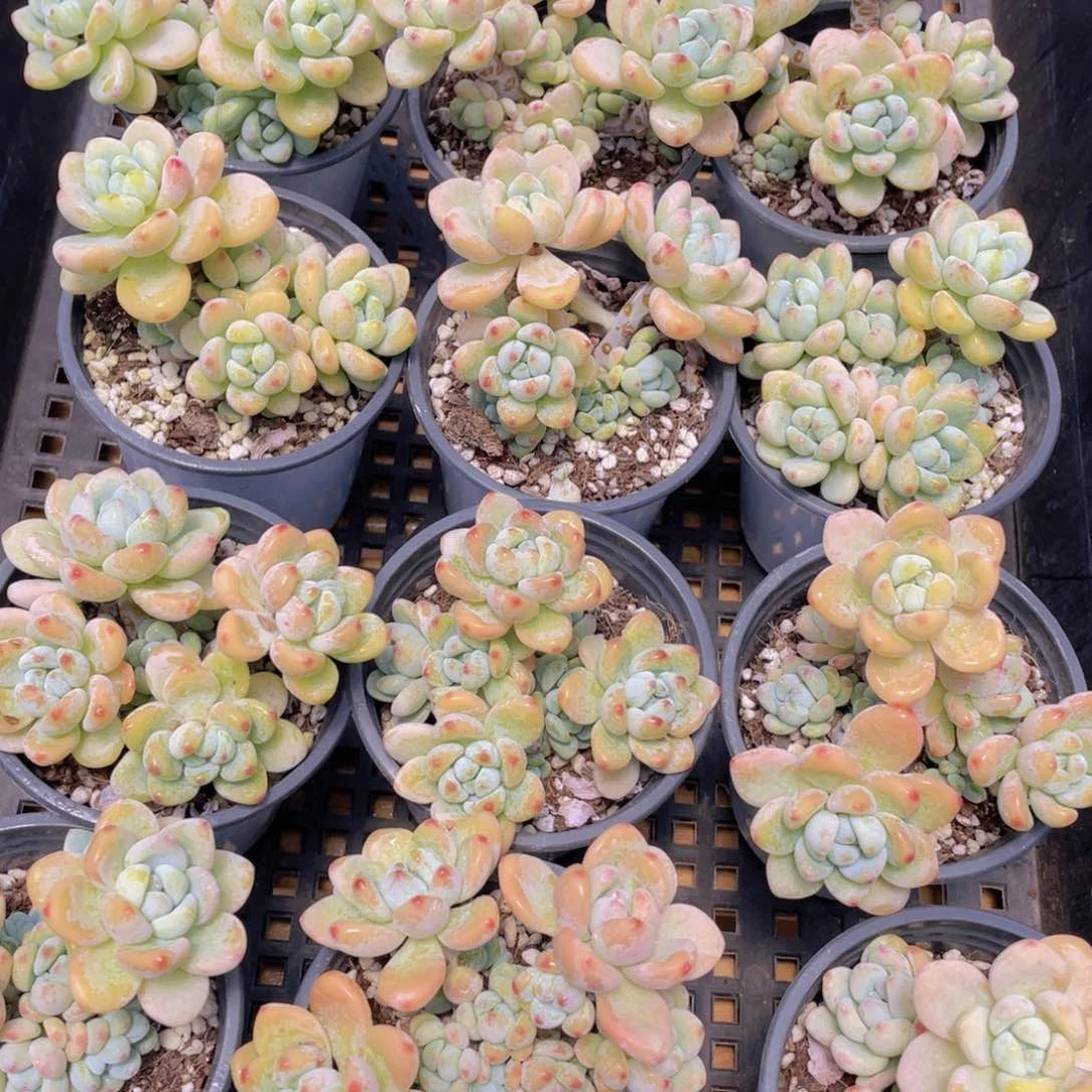 量拍61号 果冻胭脂劳尔老桩大群一个