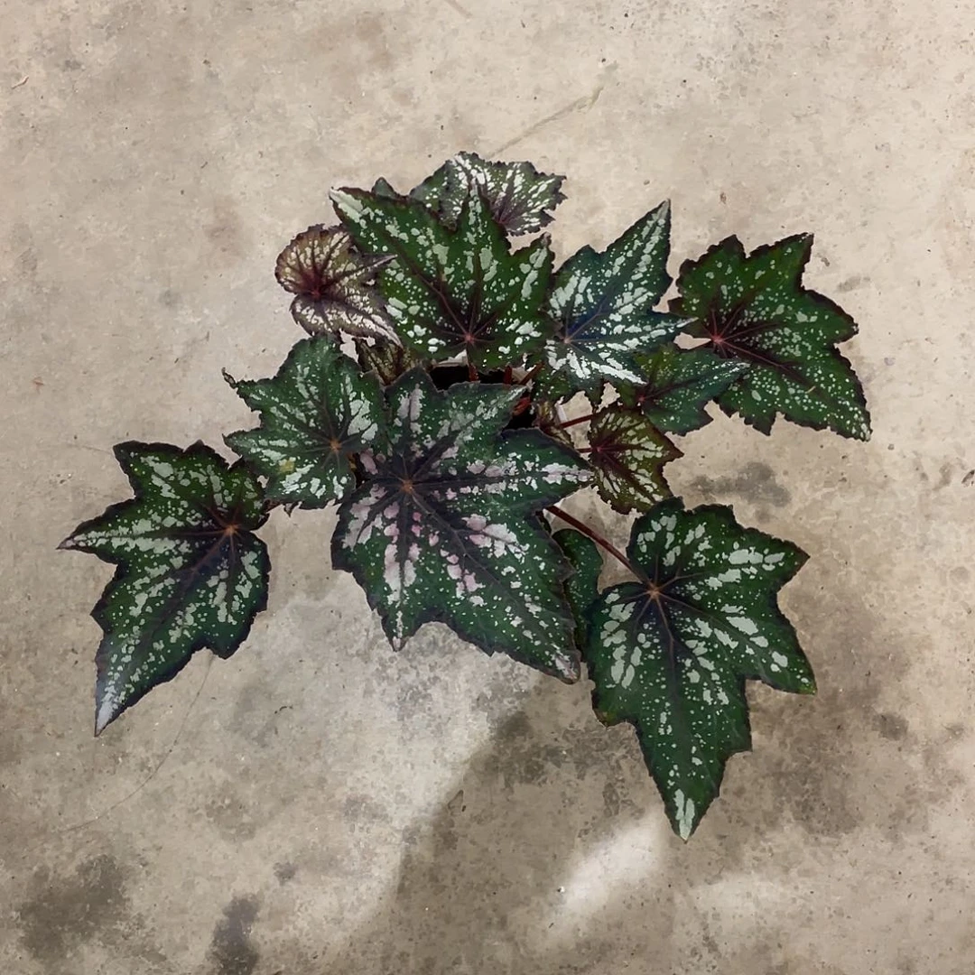 无花朵绿罗布特高登