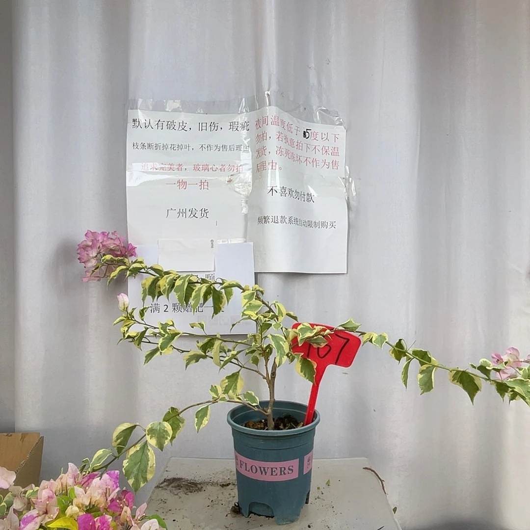 *****当前无花栽培后可以开花167金边绿樱