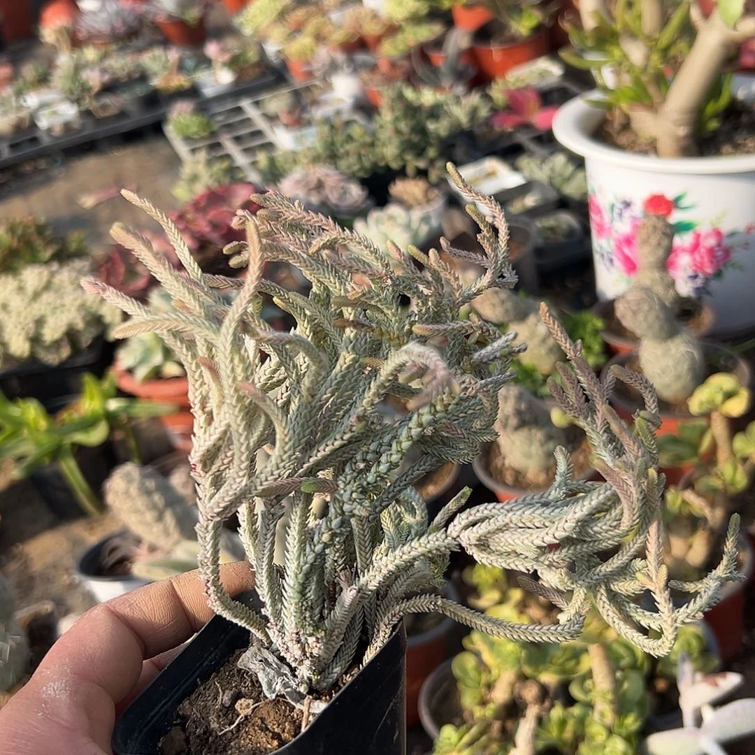 多肉植物小银龙群