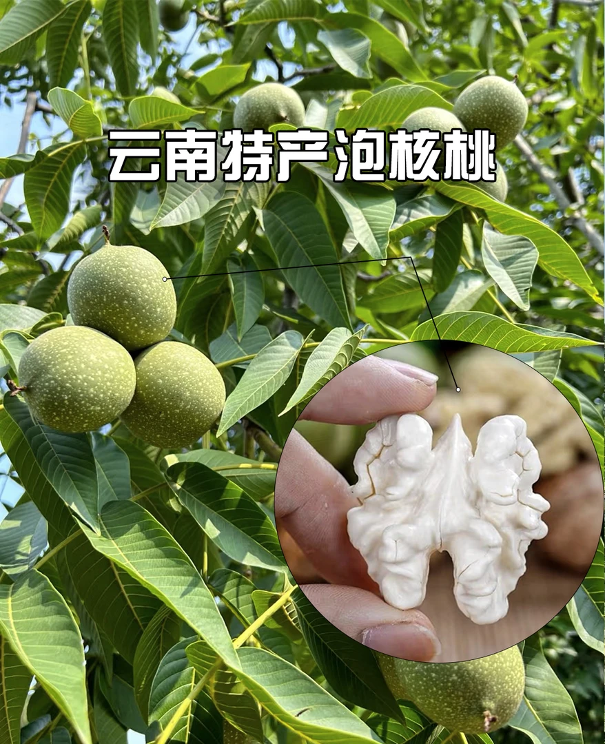 云南农特产南坝核桃（去皮鲜核桃）