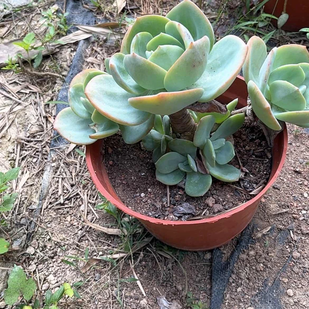 【闪购商品】无花朵雨*
