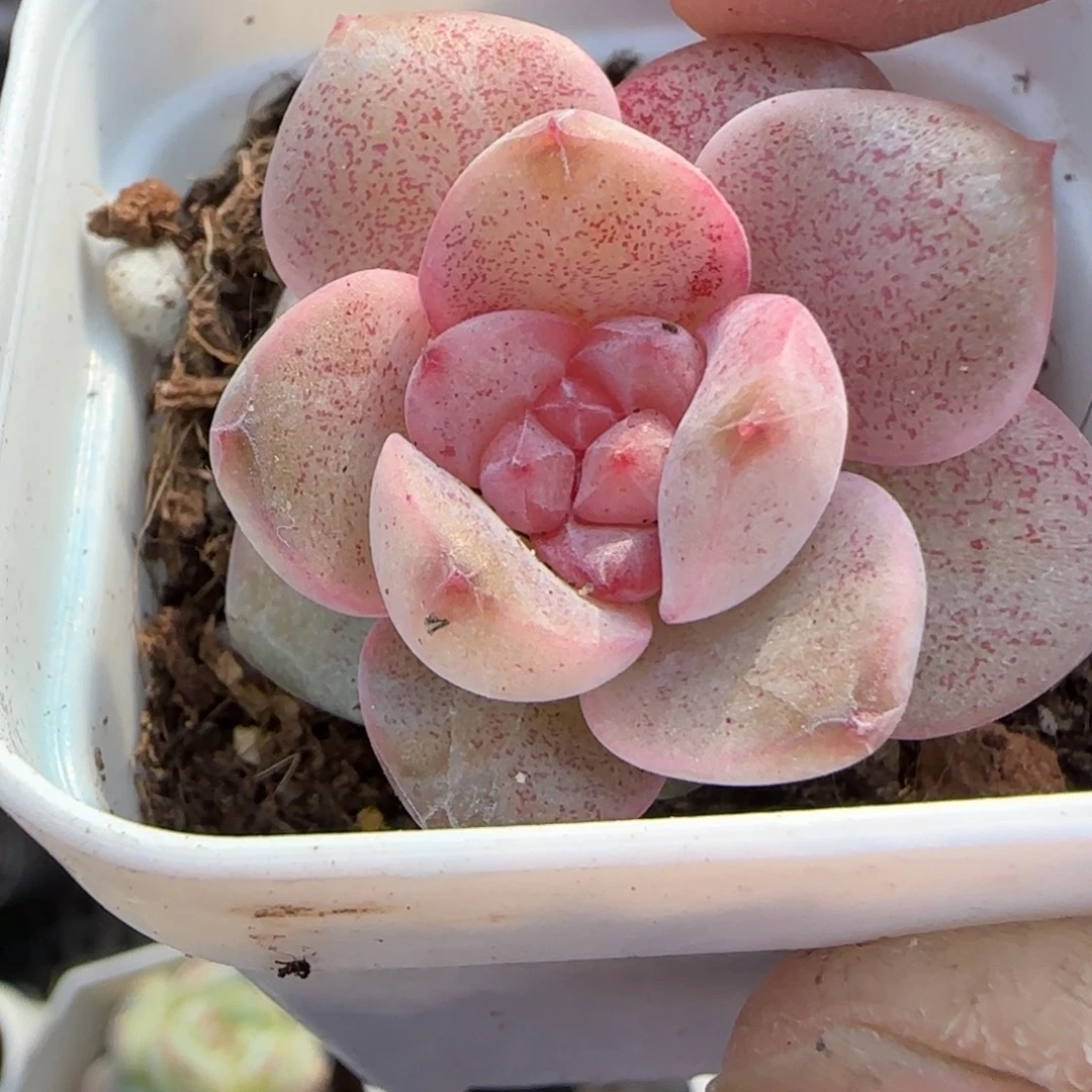 小卡拉米糖心一物一拍