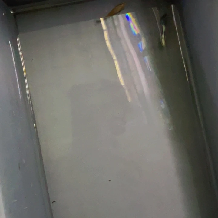 孔雀鱼黄化蓝礼服飞船一对