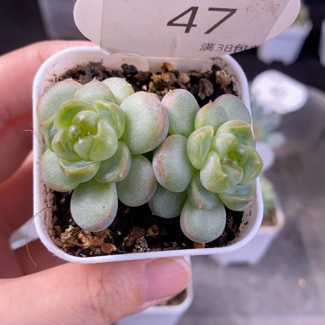 甜心c双头一颗47号