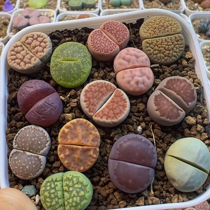 113多肉植物百科植物