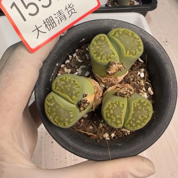 1551 大棚清仓大捡漏