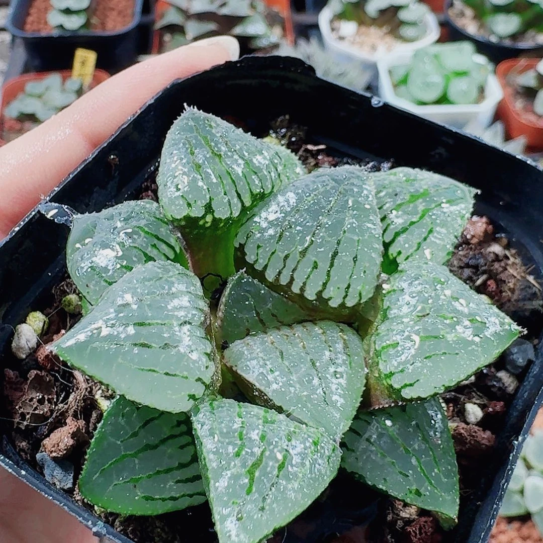 十二卷 香瓜岛开播福利