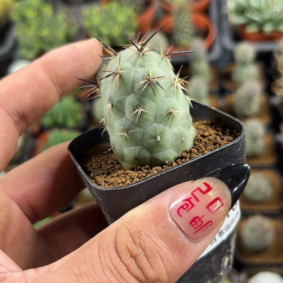 乌***木107716一物一拍单头发货