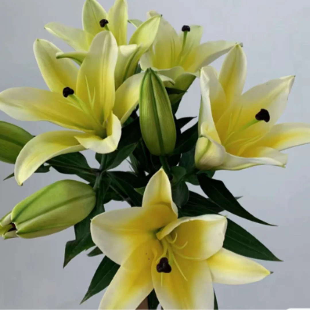 【黄天霸百合】3支一份