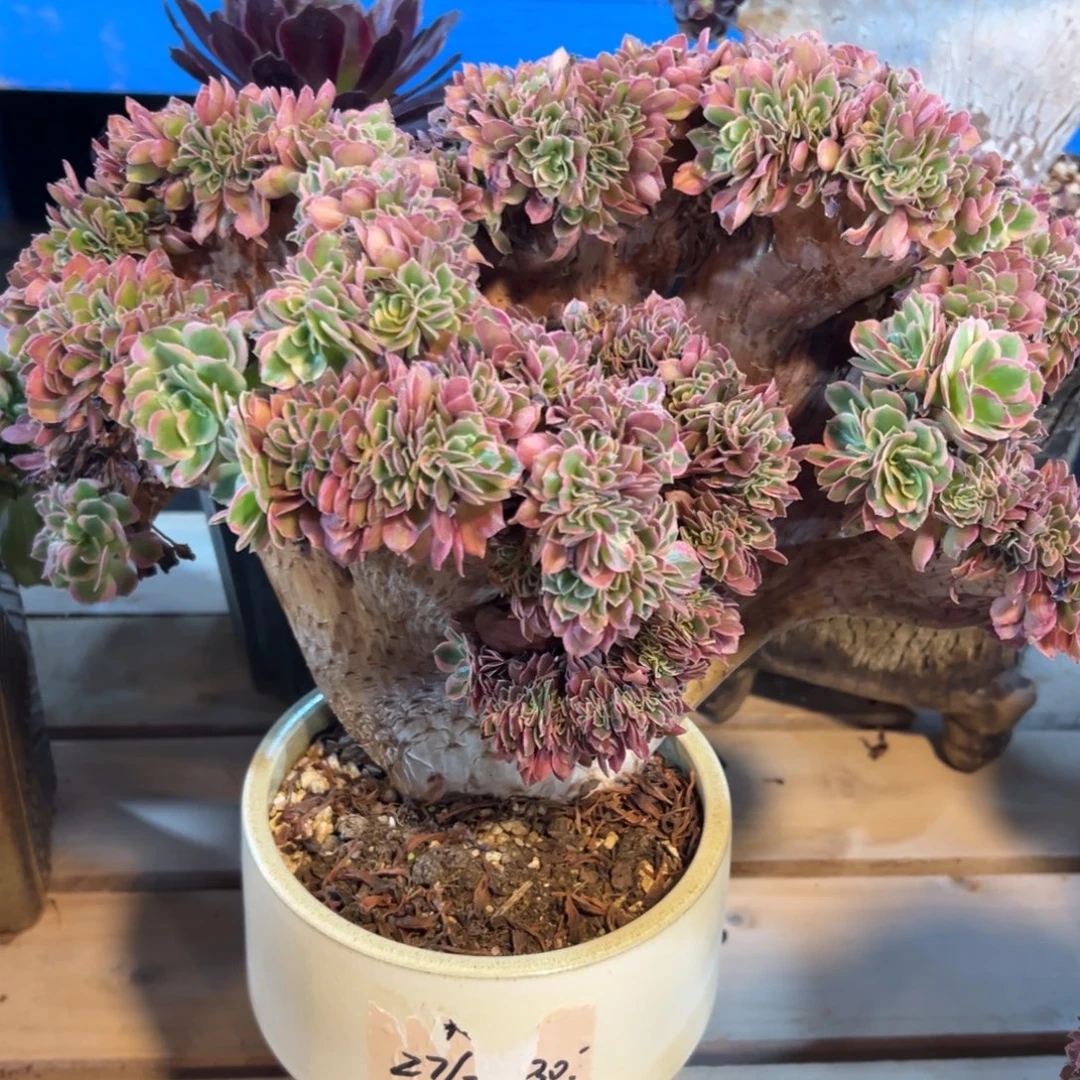 香妃缀化老桩厚板