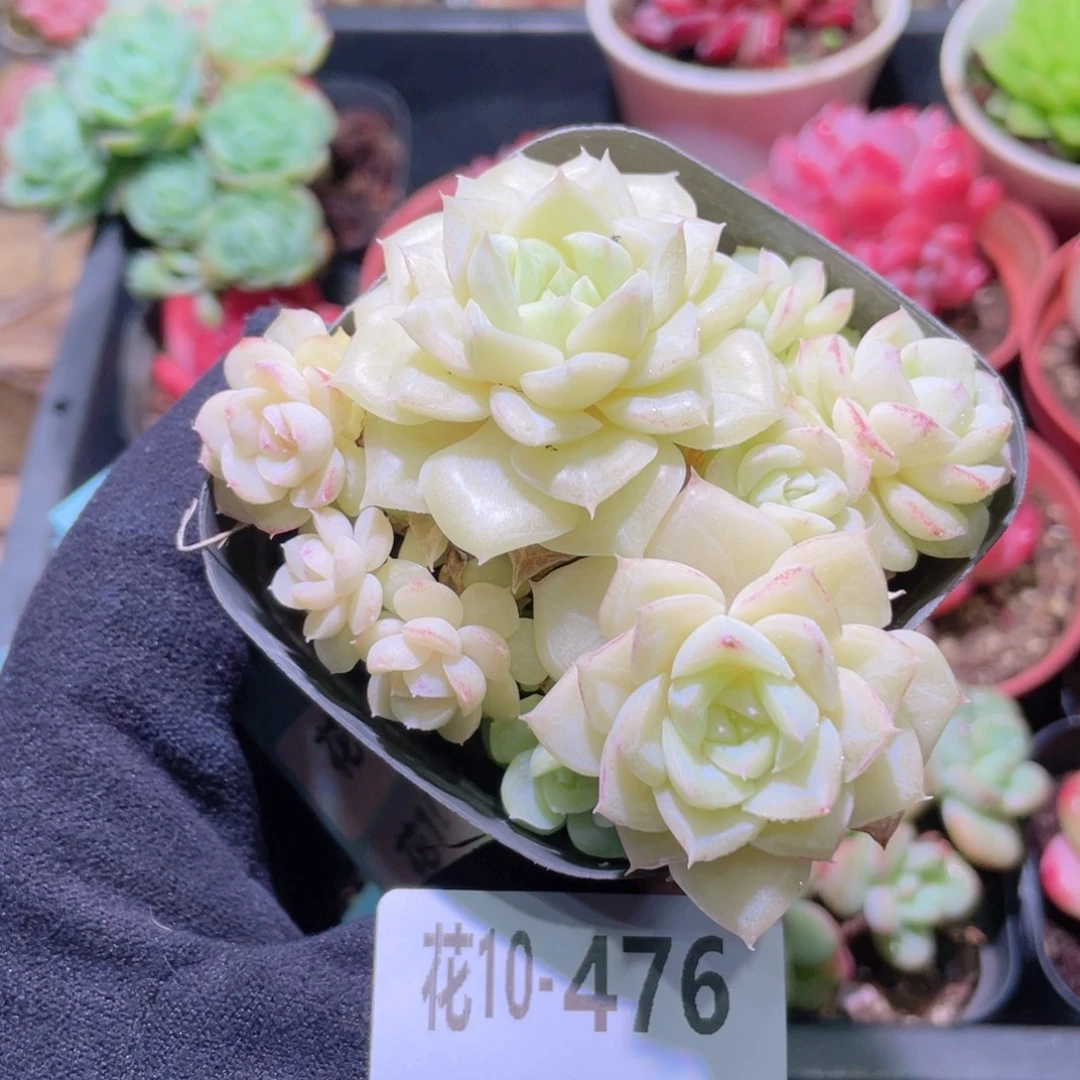 花利美10-476白天鹅