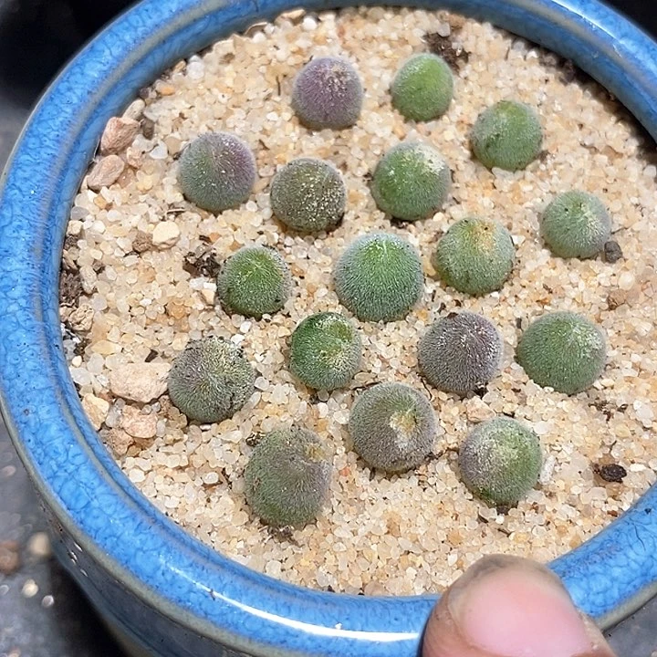 10537宝辉一颗