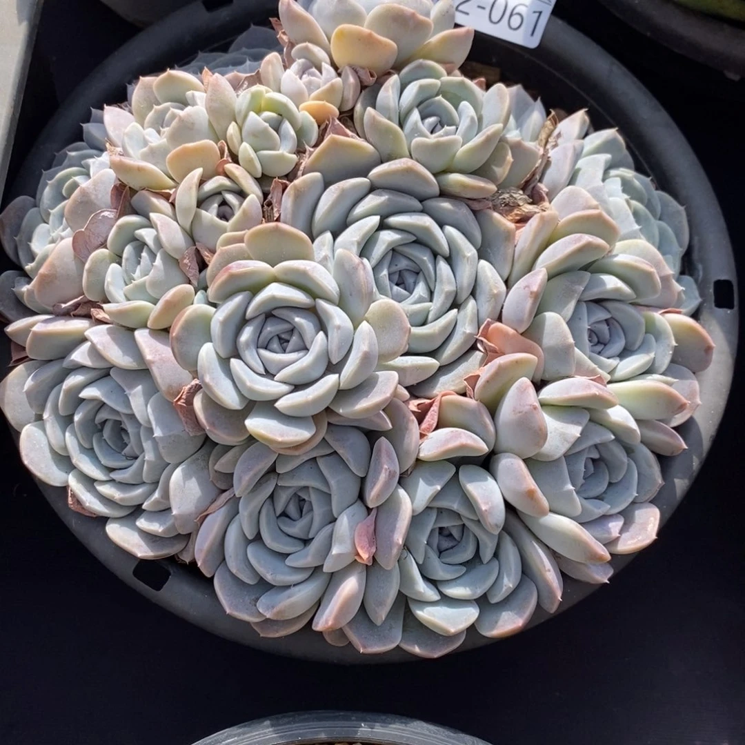 A****I两单包邮1222-61汉堡