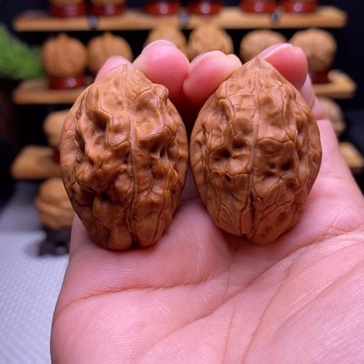 核桃云铁毒蝎子62号