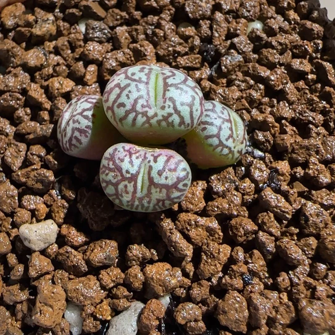 肉锥多肉植物组合-墨719