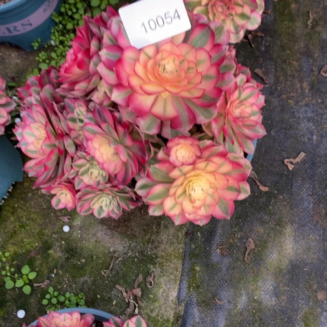 倾城多肉1颗10054号