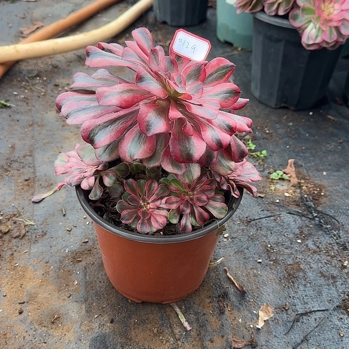 精品多肉植物0129