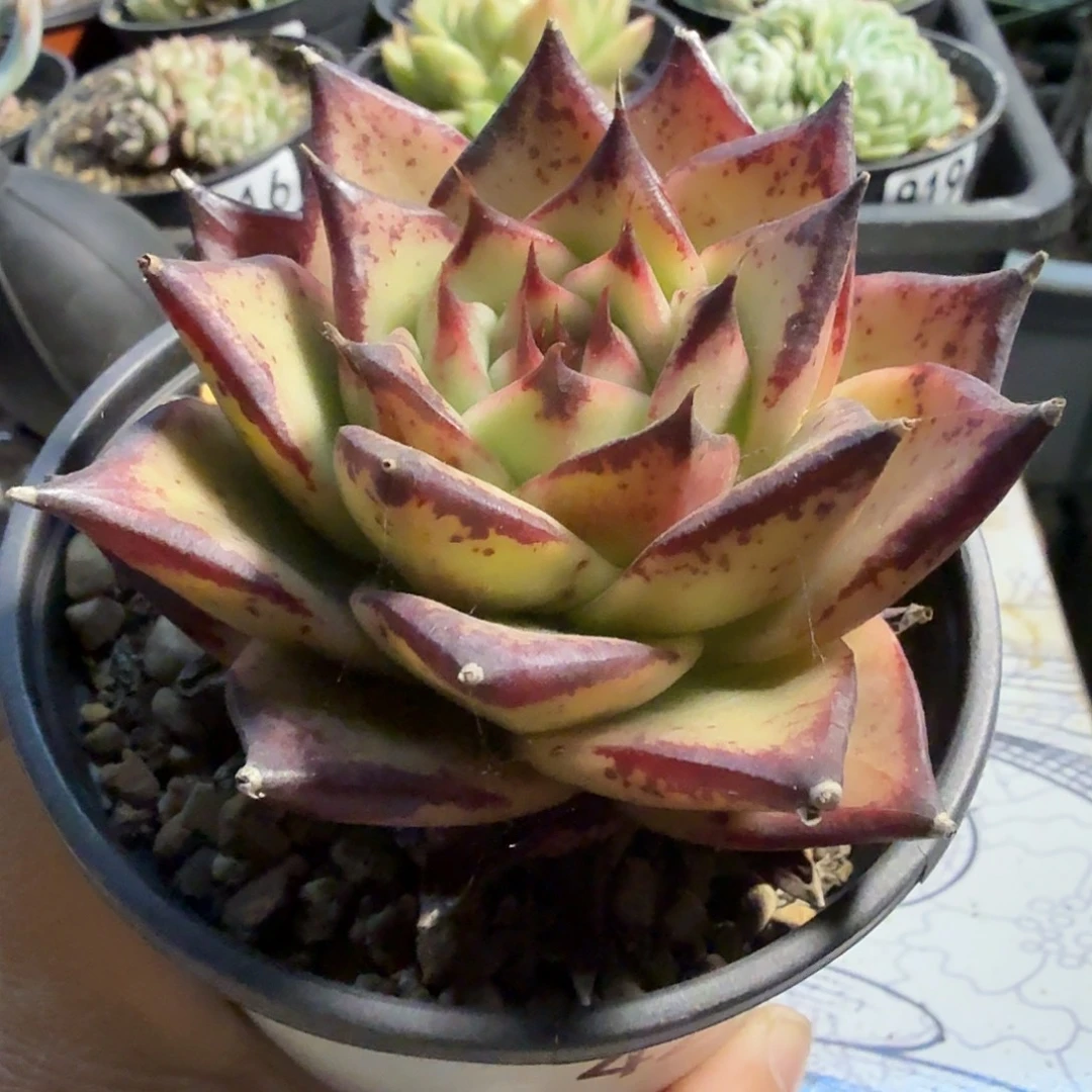 425十公分乌木满20包邮