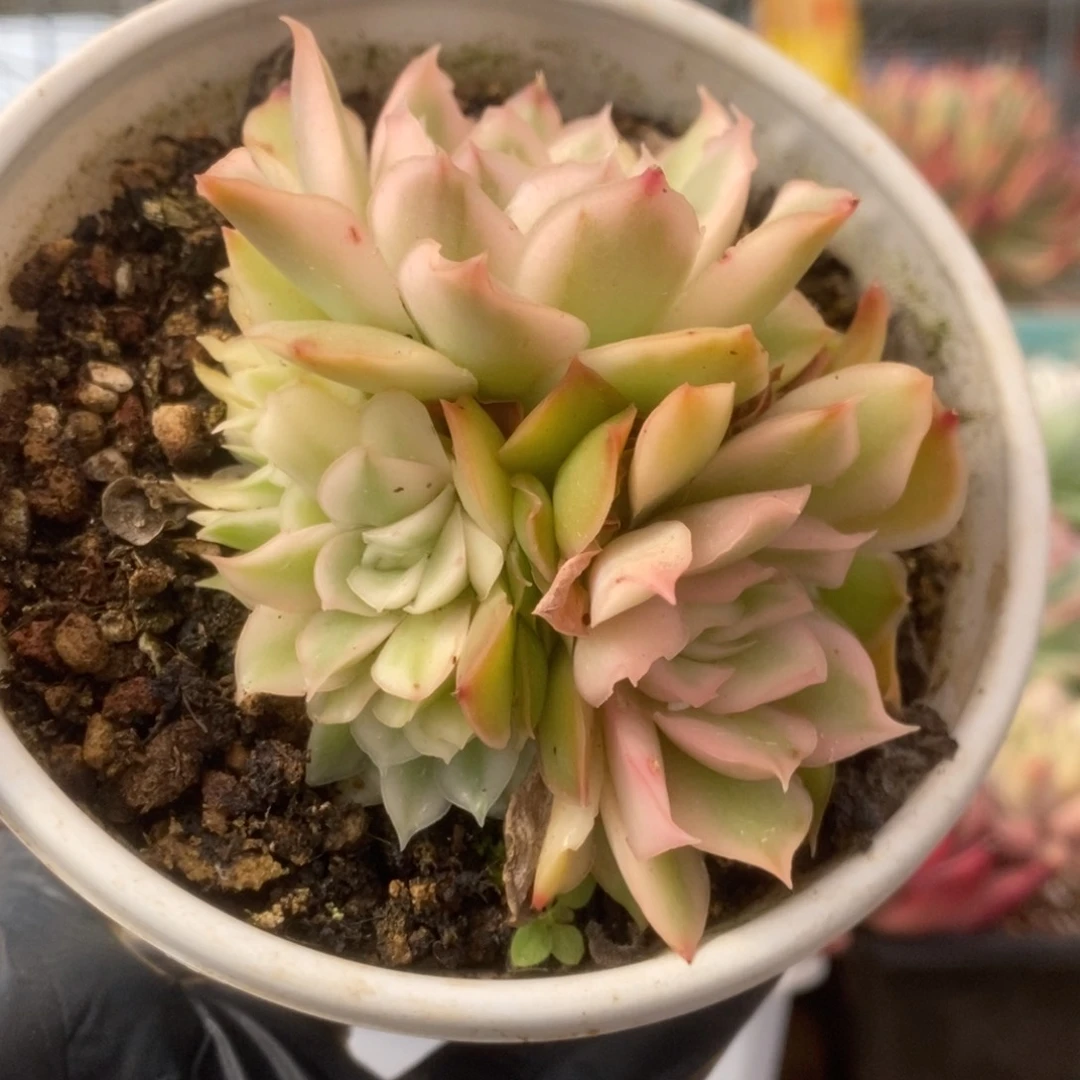 756紫蝴蝶锦锦锦锦锦