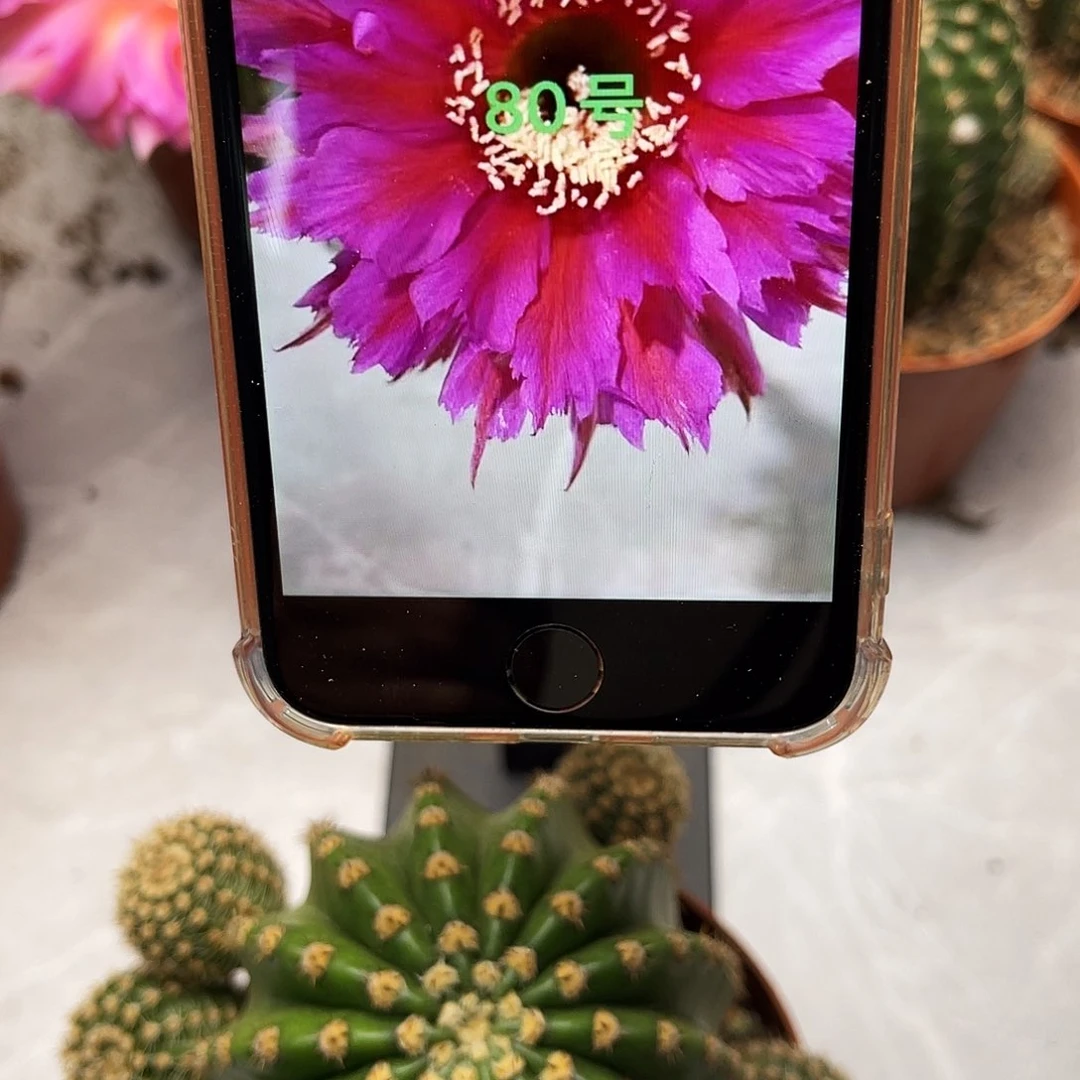 彩草80号羽毛6-7公分左右