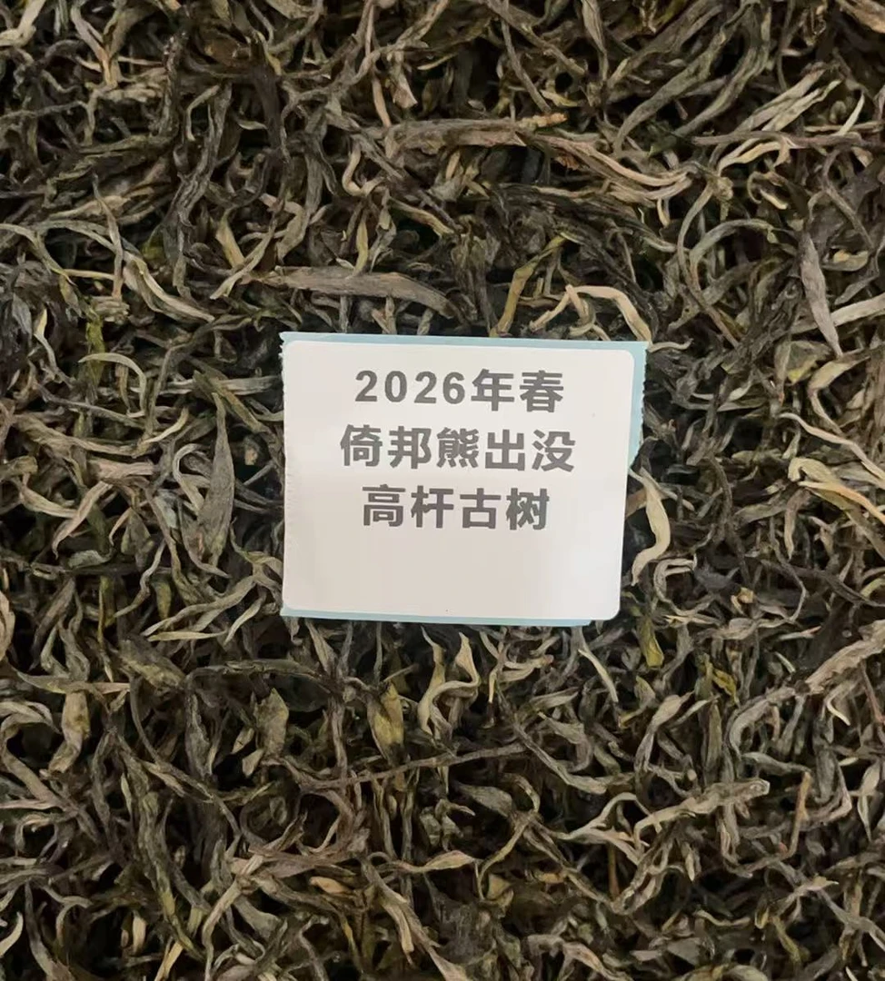 （六大茶山）2026年倚邦熊出没高杆古树纯料头春头采散茶100克生茶
