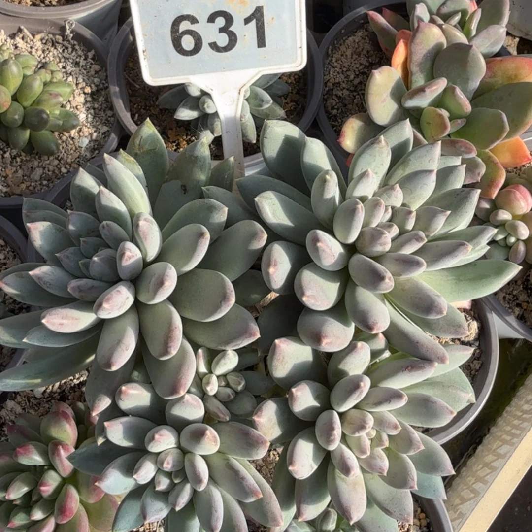 天使之翼一物一拍631