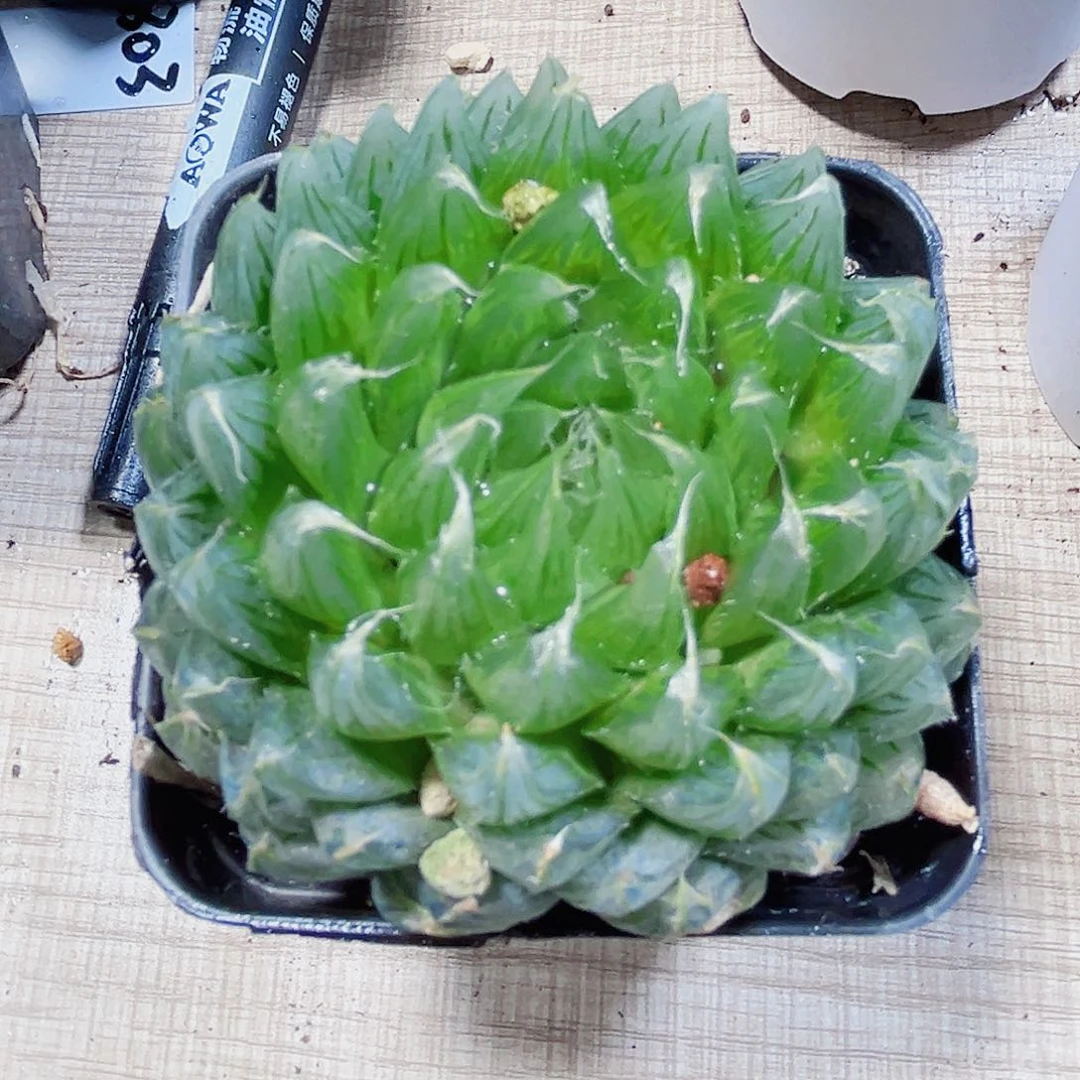 特价实生玉露多肉植物6666
