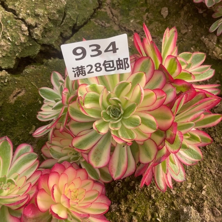 934二号棚倾城母本多肉E