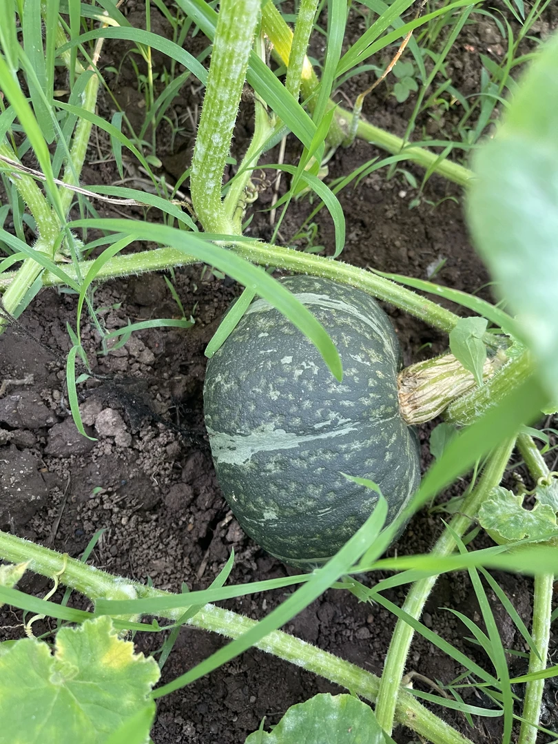 板栗南瓜露天种植蜜蜂自然授粉一藤一瓜面香糯甜