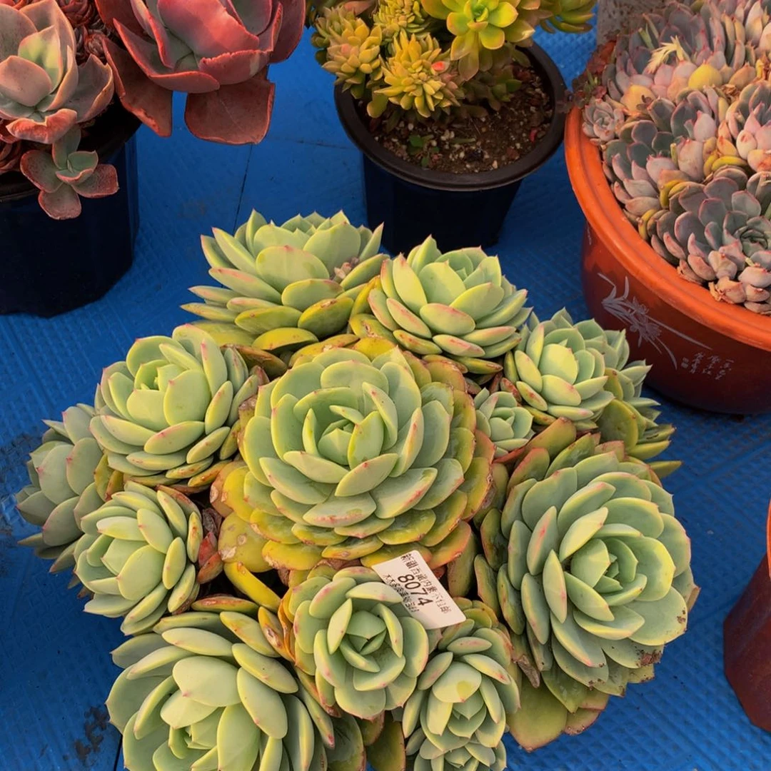 窝*乖8074恋曲多肉