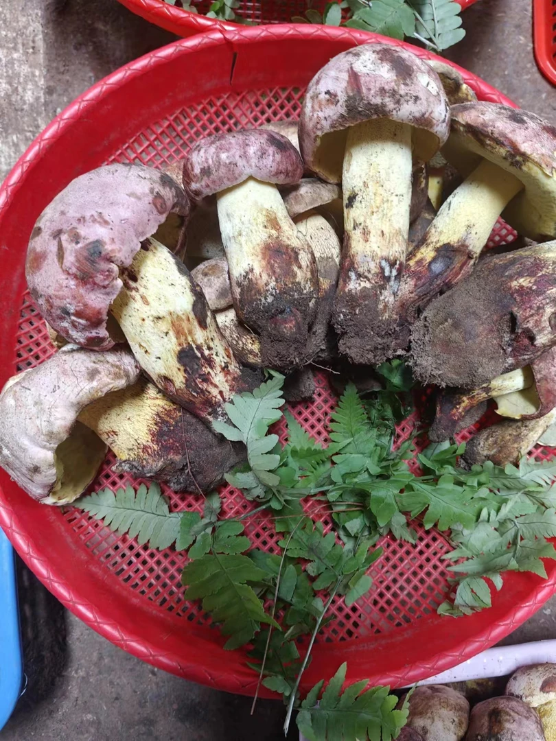 云南新鲜白葱牛肝菌顺丰空运包邮