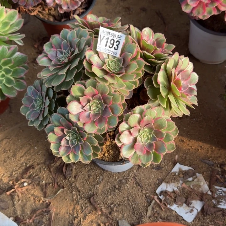 粉花姚193官服28左右2