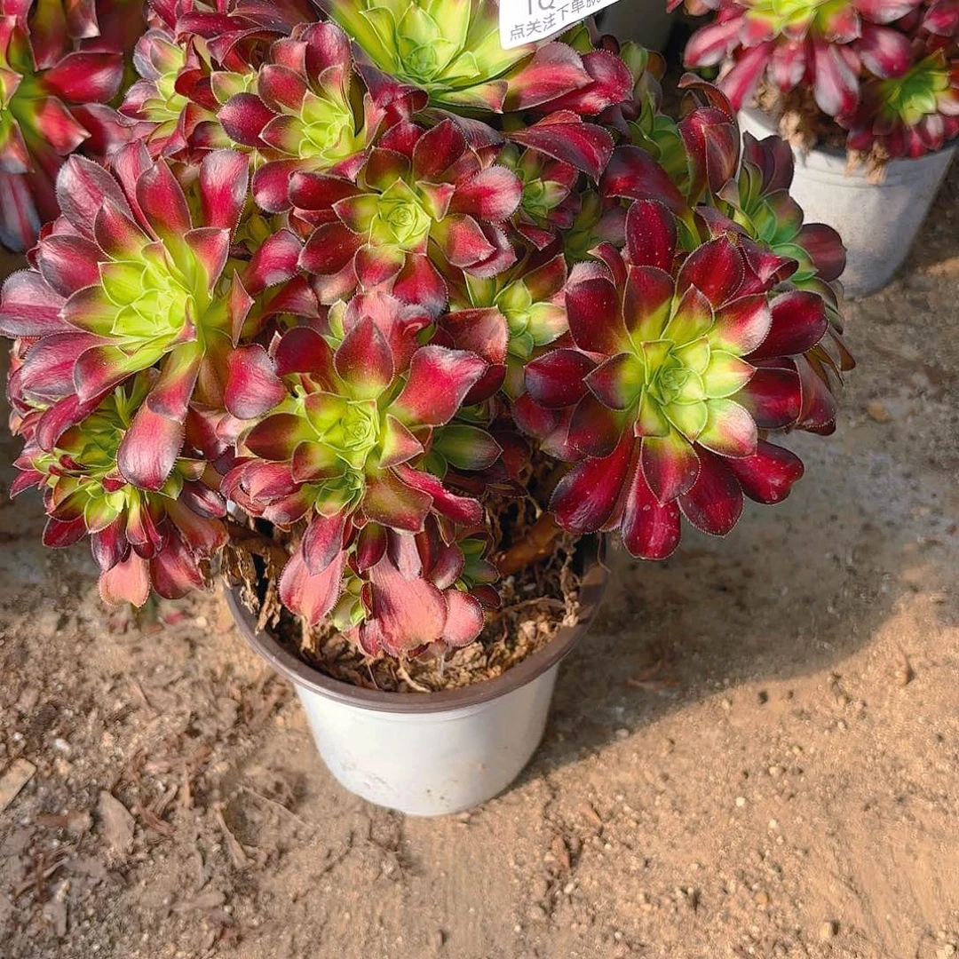 韶华多肉植物162