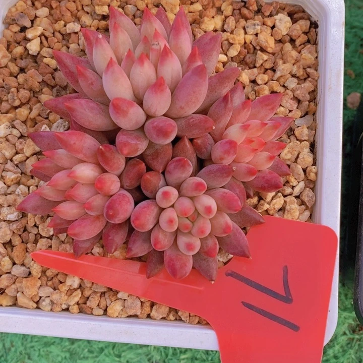 这个点就困着看电视