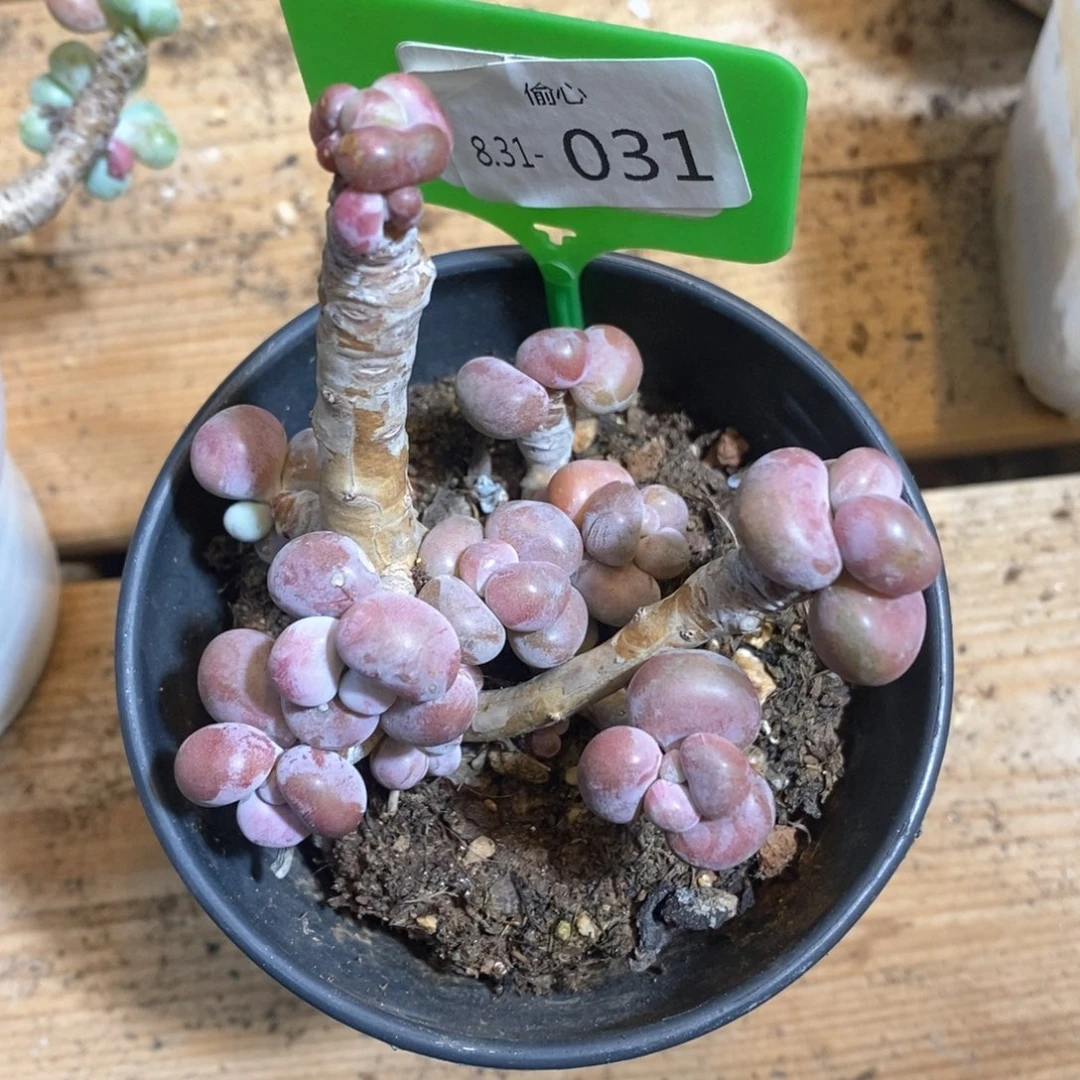 子*陌831031多肉群多肉