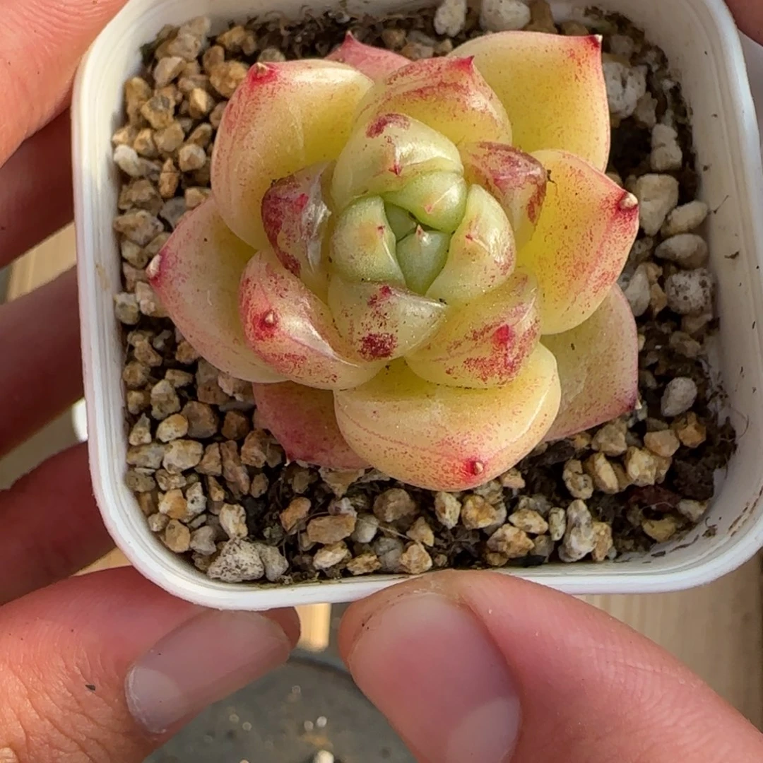 一物一拍麦秆珍妮05071