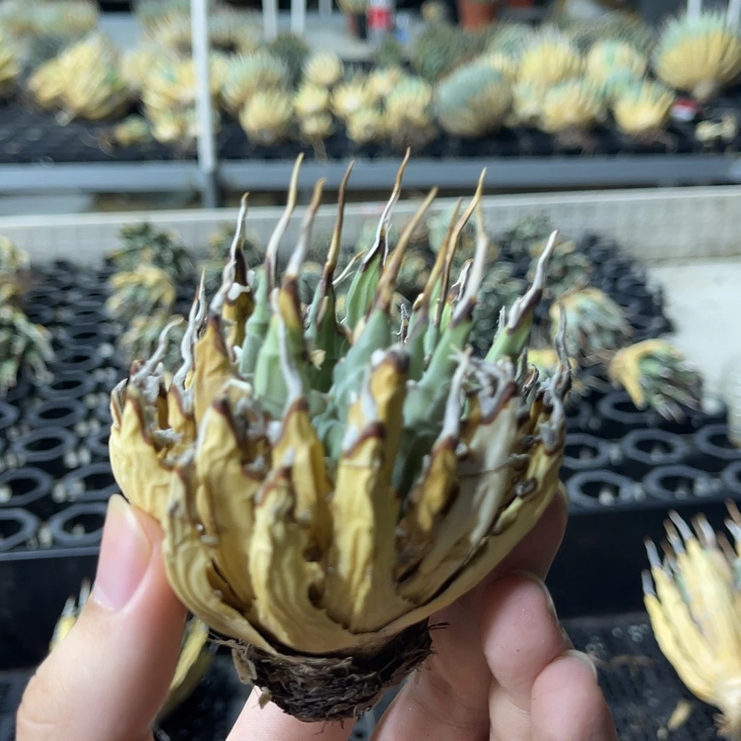 断刺较多福利价出