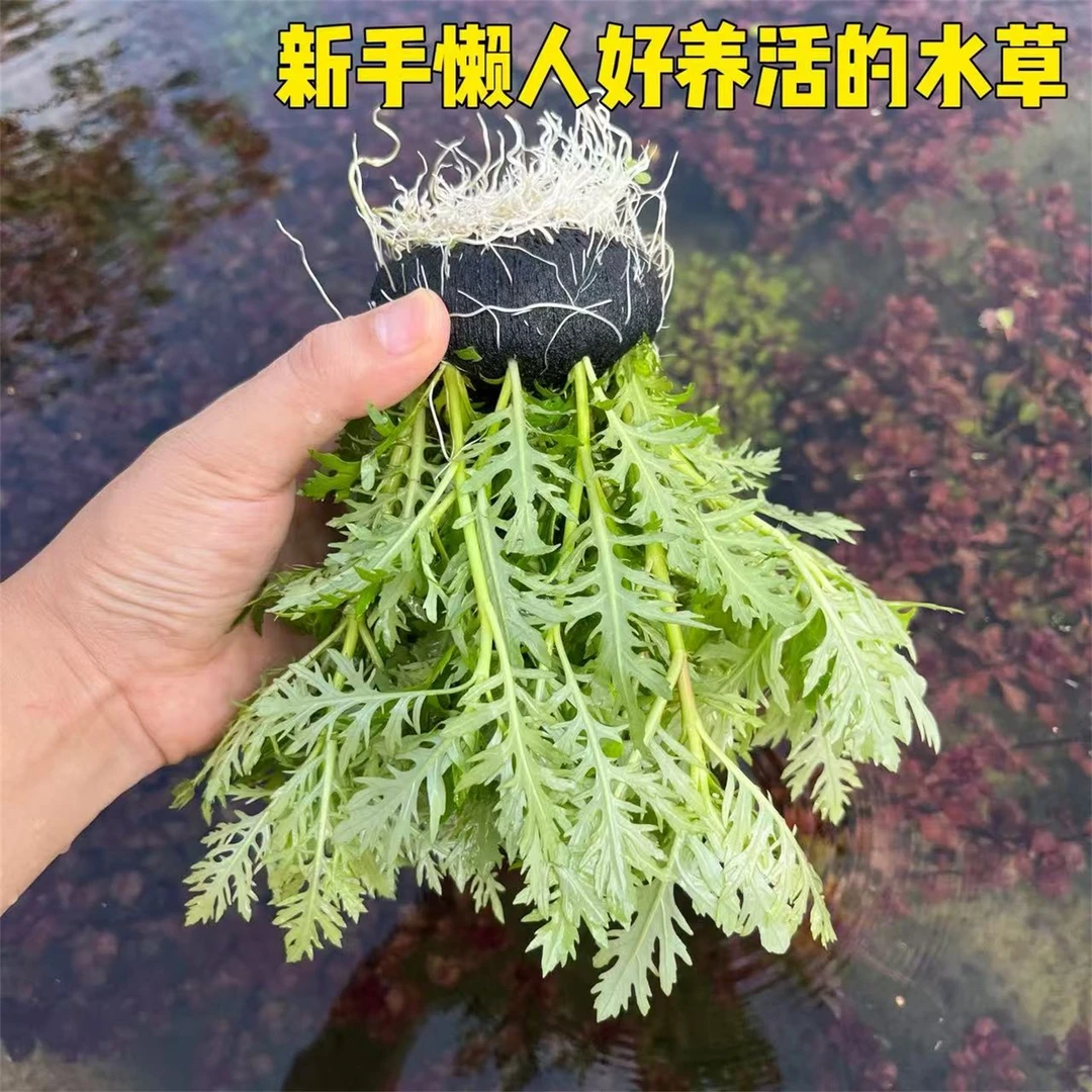水罗兰坨草新手懒人好养鱼缸造景阴性草易活净水增氧鱼缸装饰植物