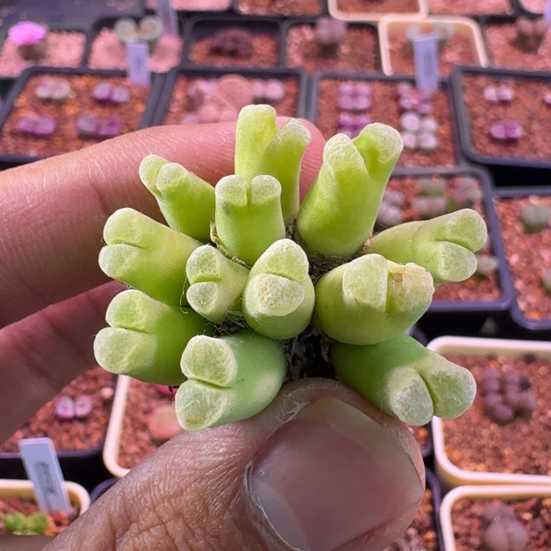 云缦精品番杏16.25